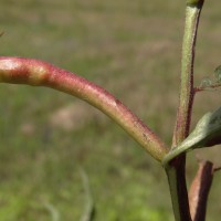 Ludwigia hyssopifolia (G.Don) Exell